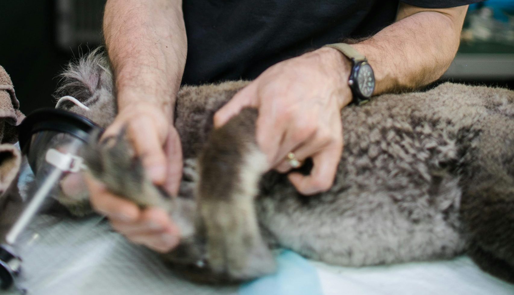 Conheça os tratamentos de fisioterapia veterinária em Santana