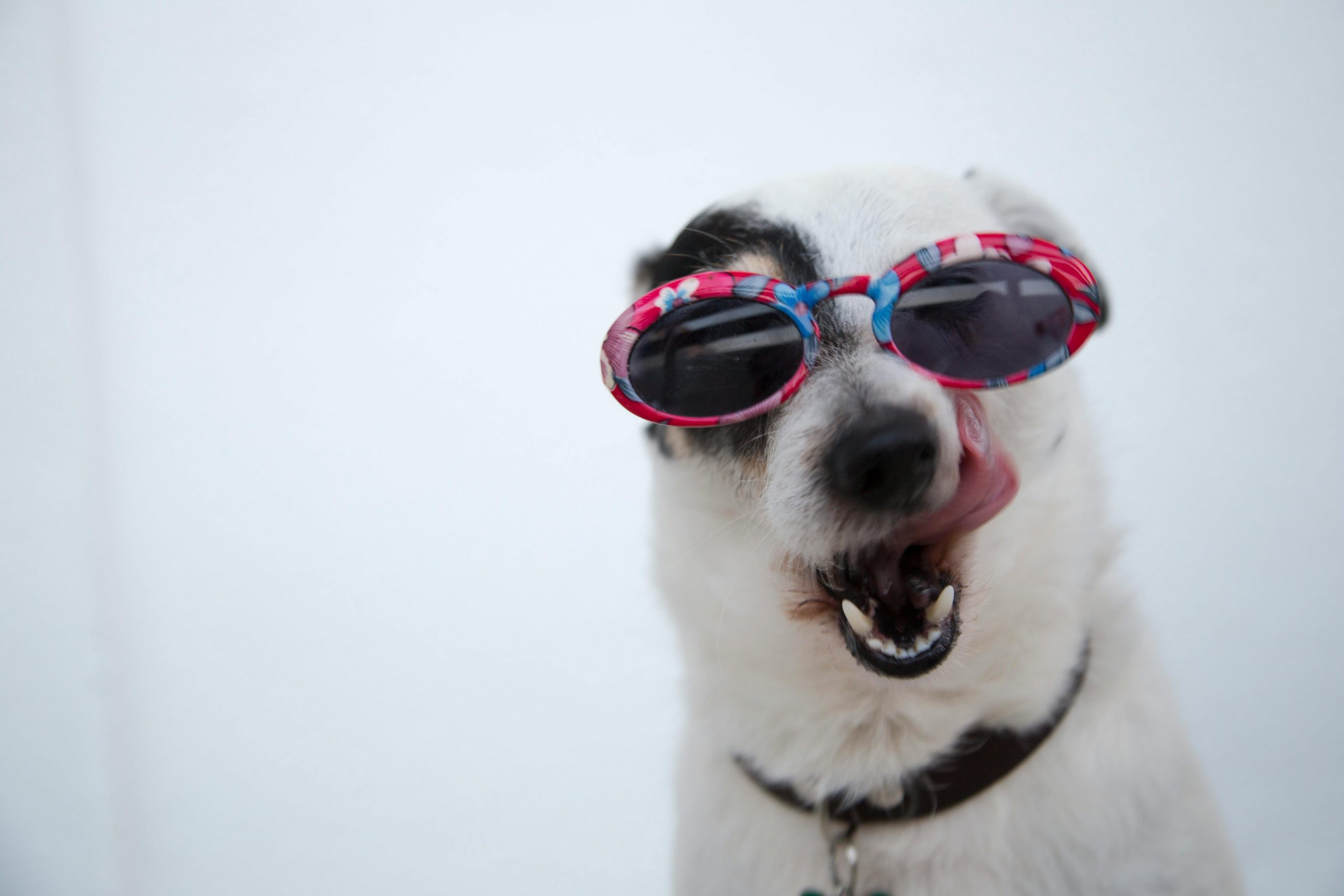 Cannabis medicinal em animais: O que as famílias precisam saber.