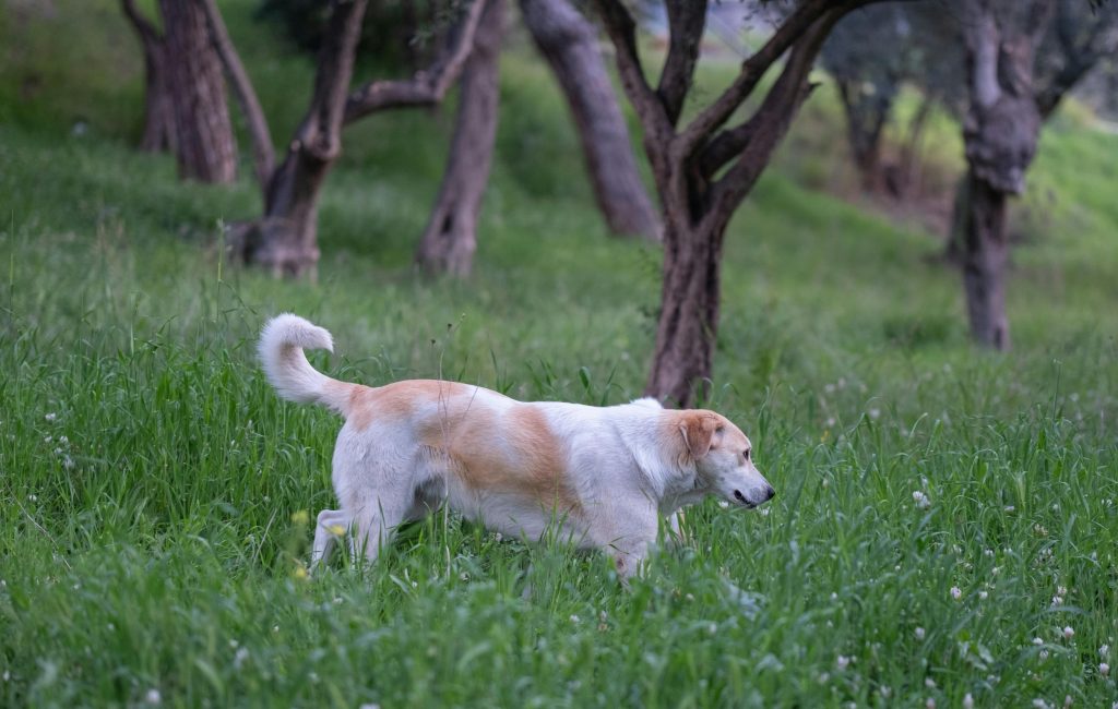 Tudo sobre Bico de Papagaio em Cães