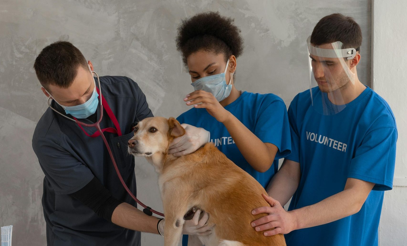 Estágio em fisioterapia veterinária com a Fisio Care Pet