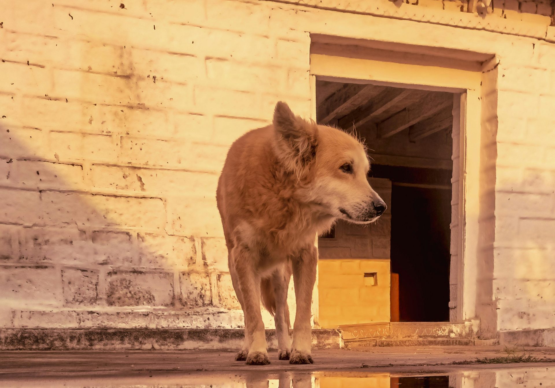 Saiba tudo sobre dificuldade para andar em animais