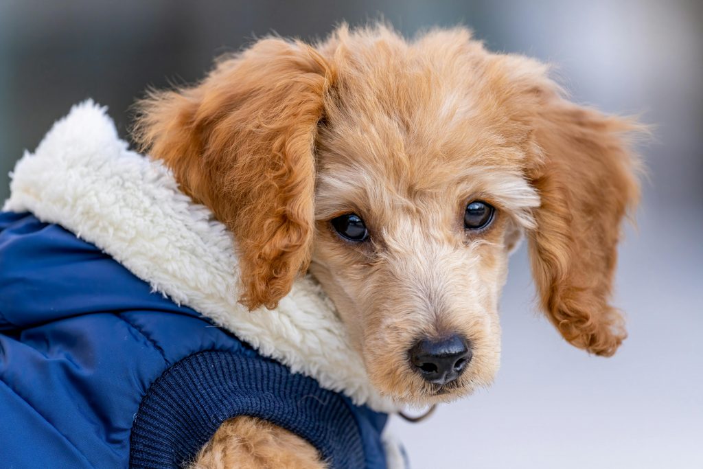 Benefícios da acupuntura veterinária no frio