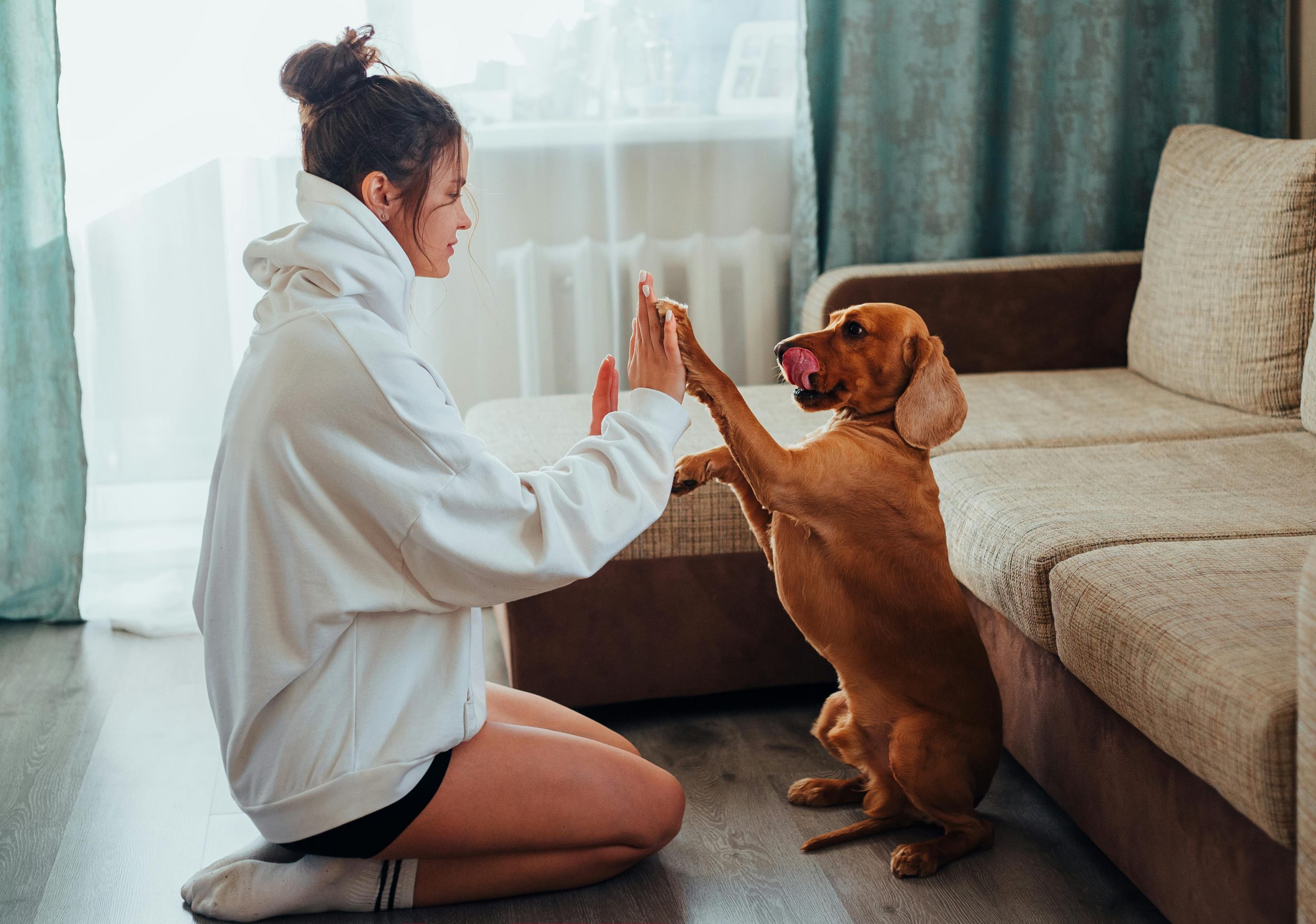 Planos de saúde animal com fisioterapia veterinária