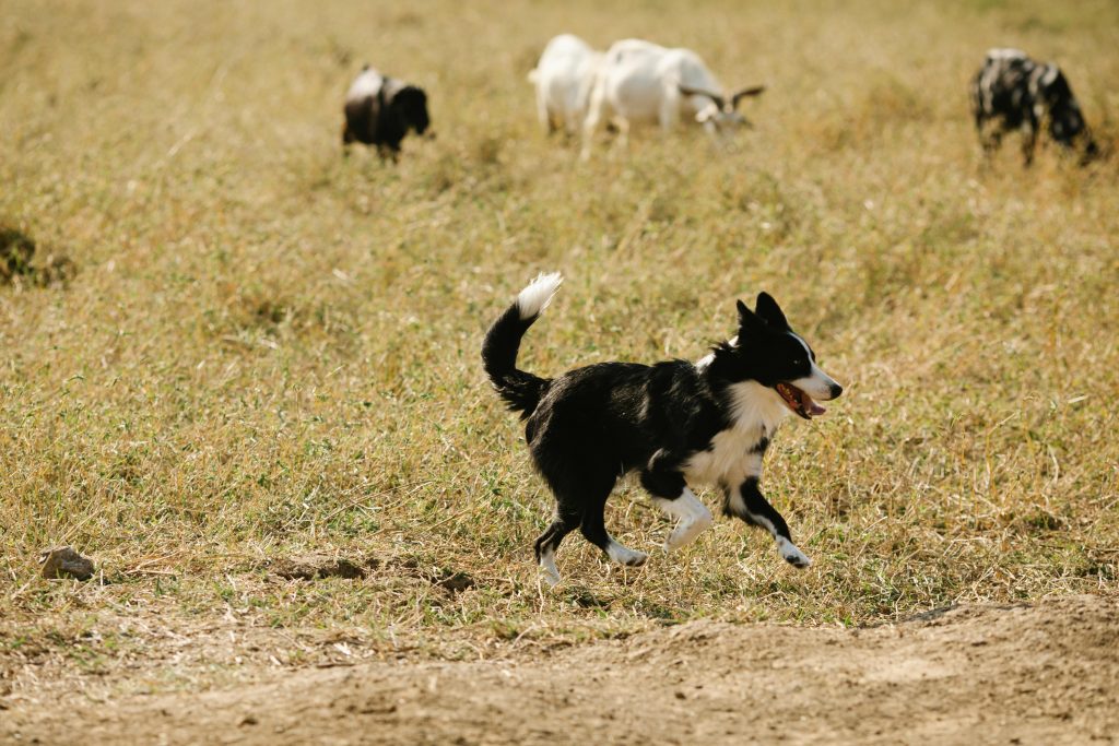 Tratamento para artrose canina em Brasília