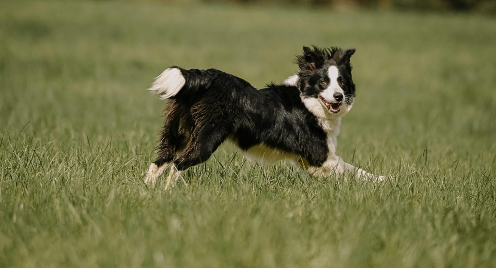 Tratamento de paralisia animal em Campo Belo