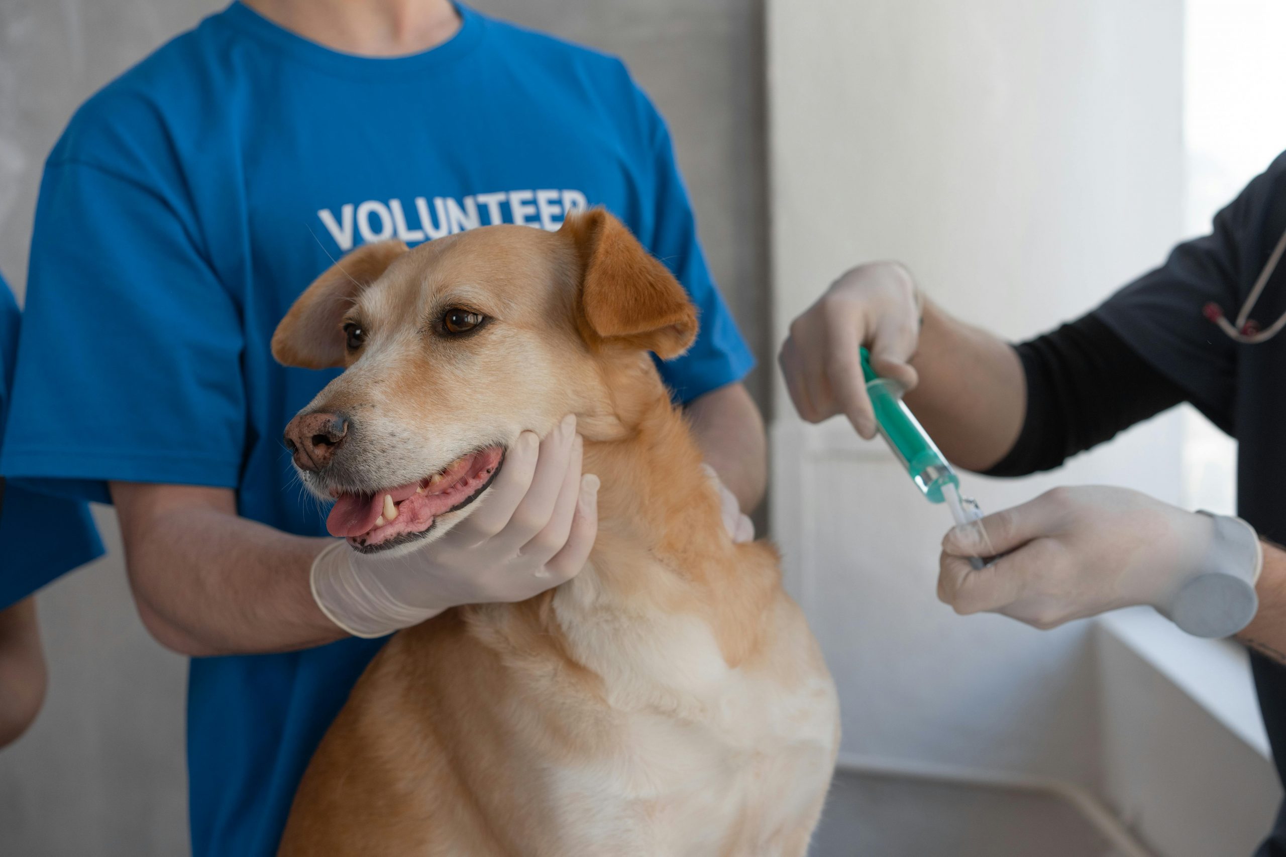 Tratamentos para ruptura de ligamento cruzado do joelho em animais - Brasília