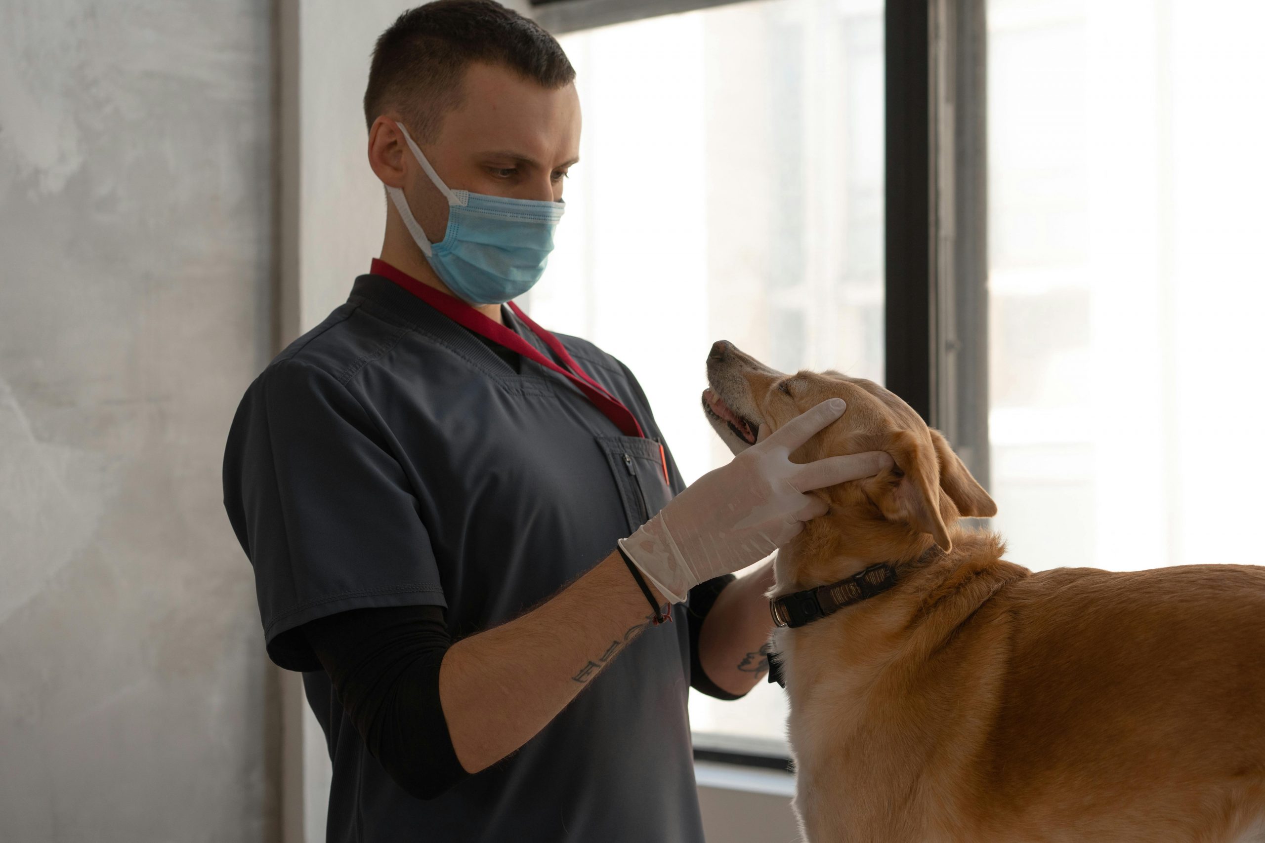 Construa sua carreira em Fisioterapia Veterinária