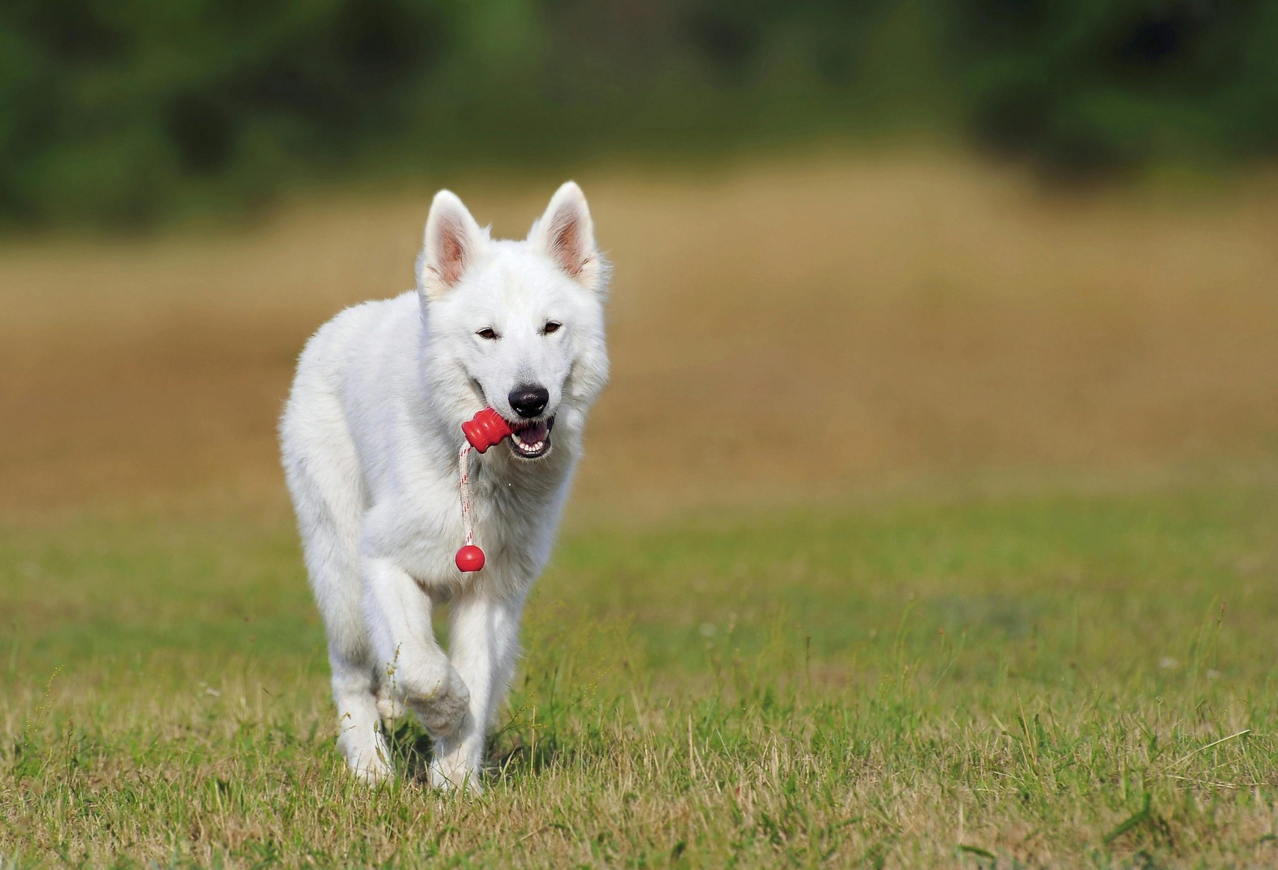 Doenças neuromusculares em cães