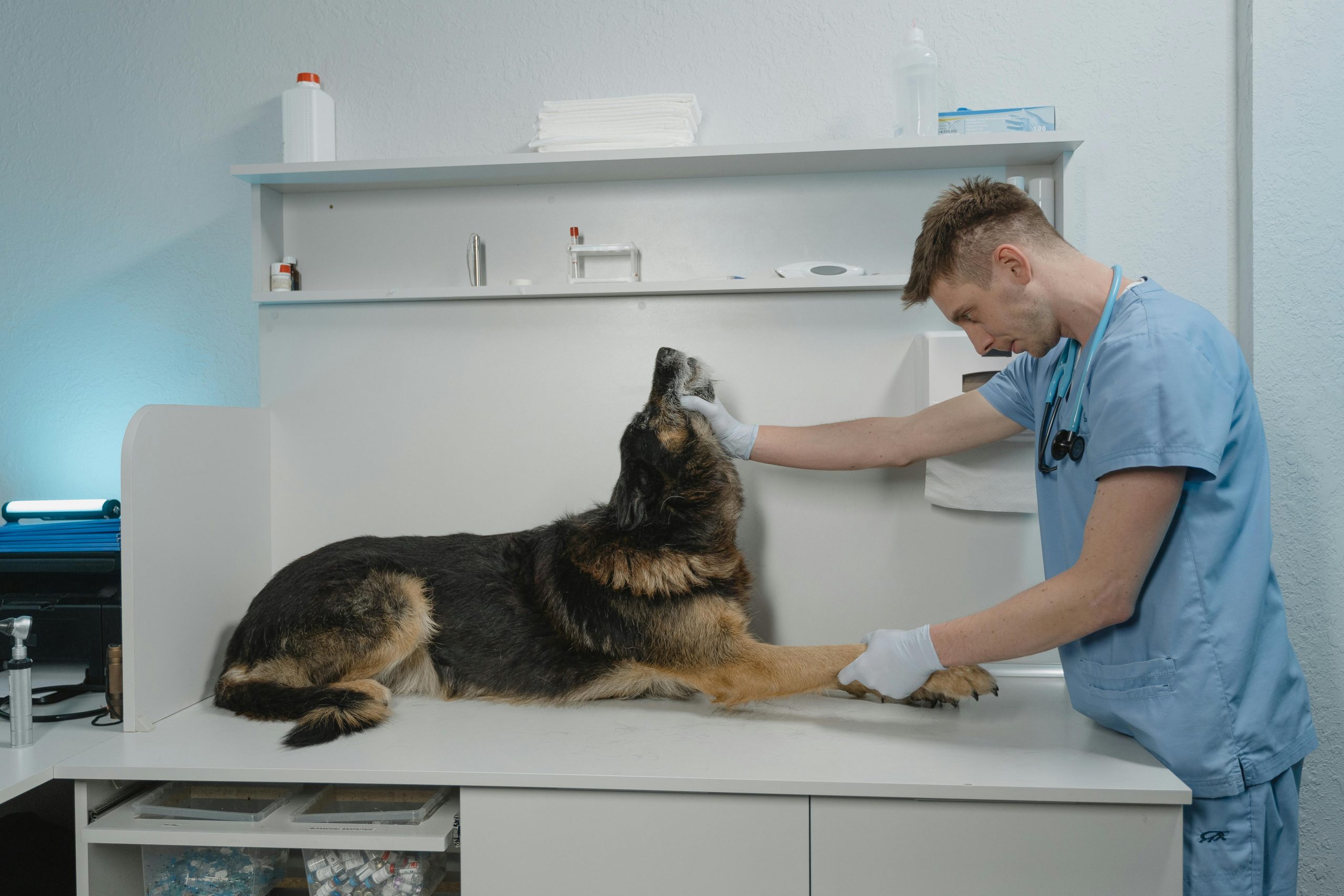 Tratamento de reabilitação animal no Hospital Veterinário Veros