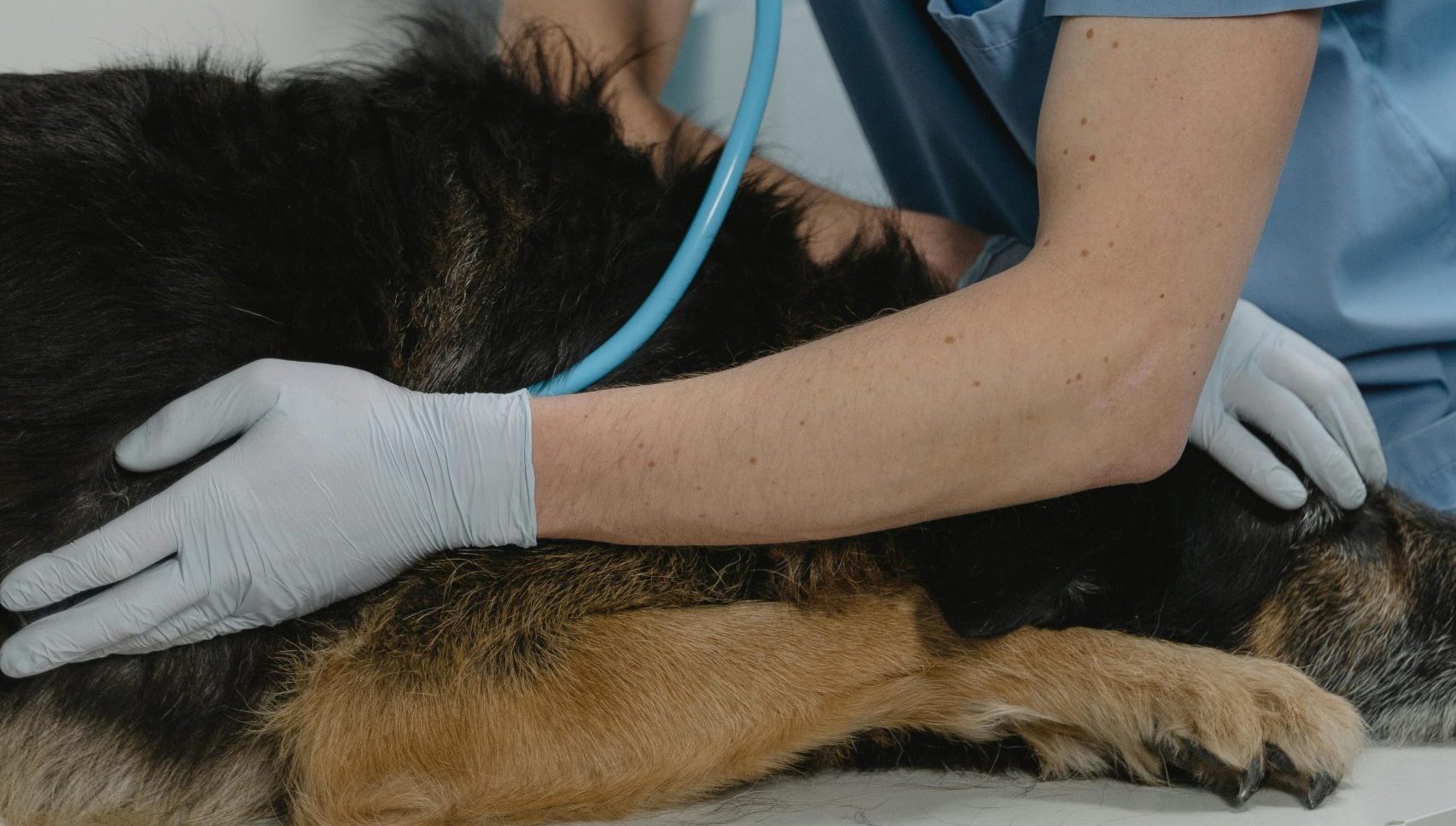 Se torne especialista em Fisioterapia Veterinária