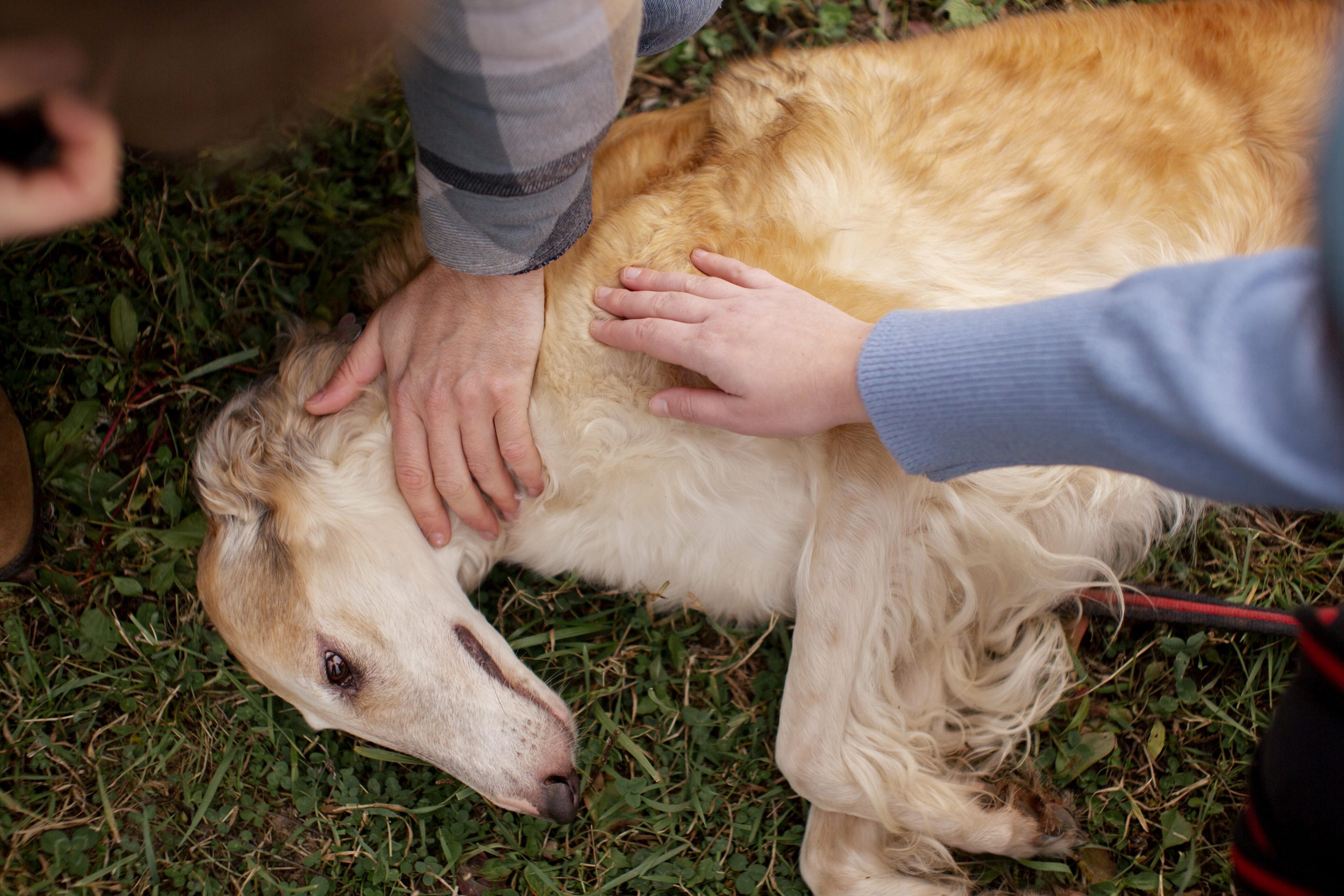 Primeiros Socorros em Animais: Como Agir Rapidamente