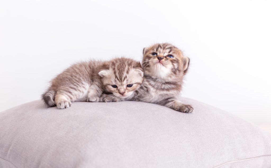 Panleucopenia em Gatos: Uma Ameaça Grave