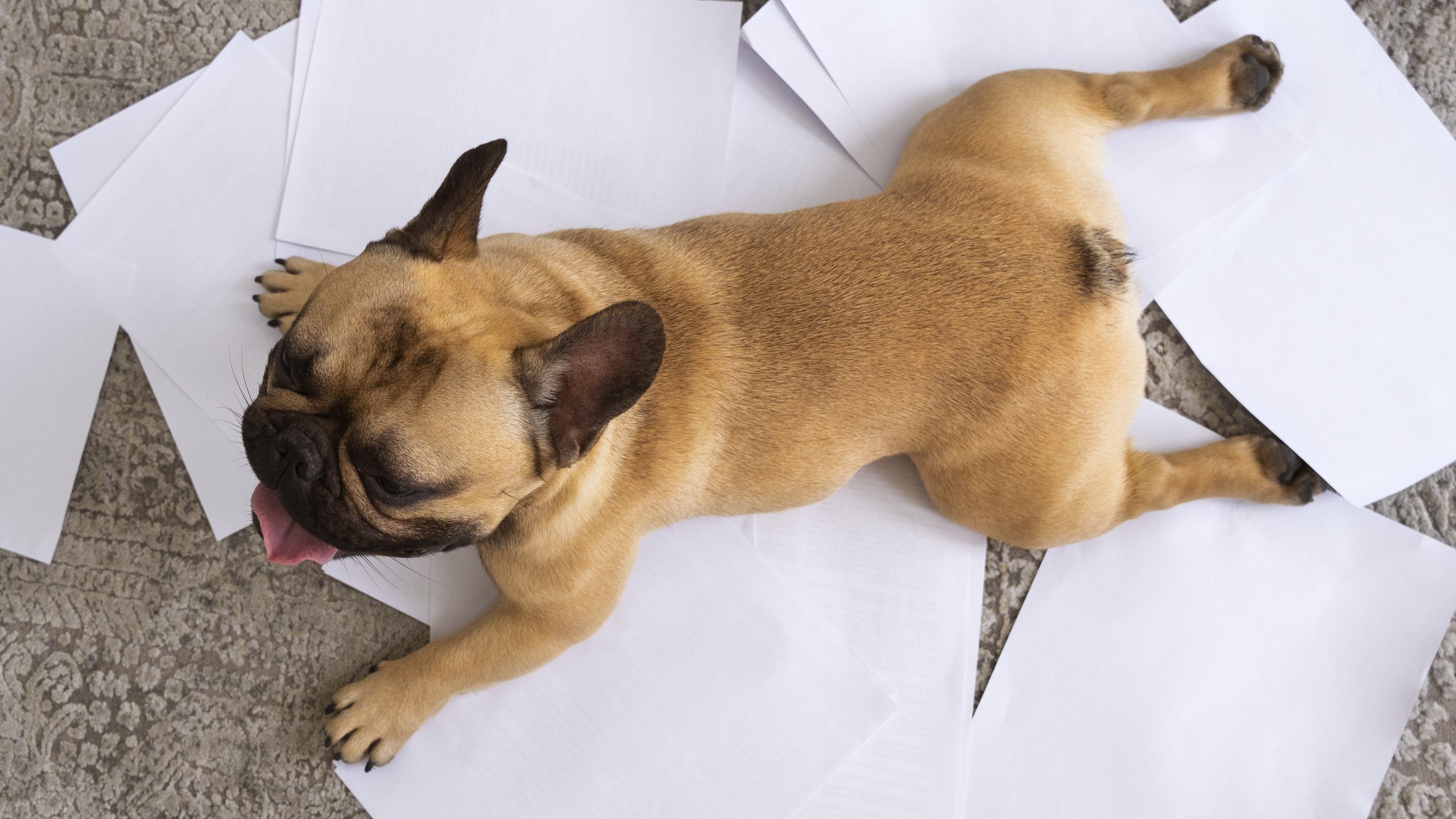 O que fazer quando o cachorro perde a força das pernas?