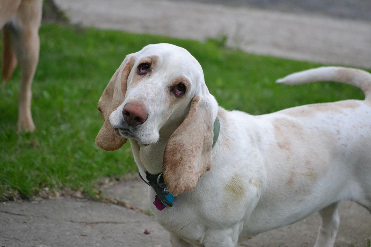 Hérnia de Disco em Basset Hounds