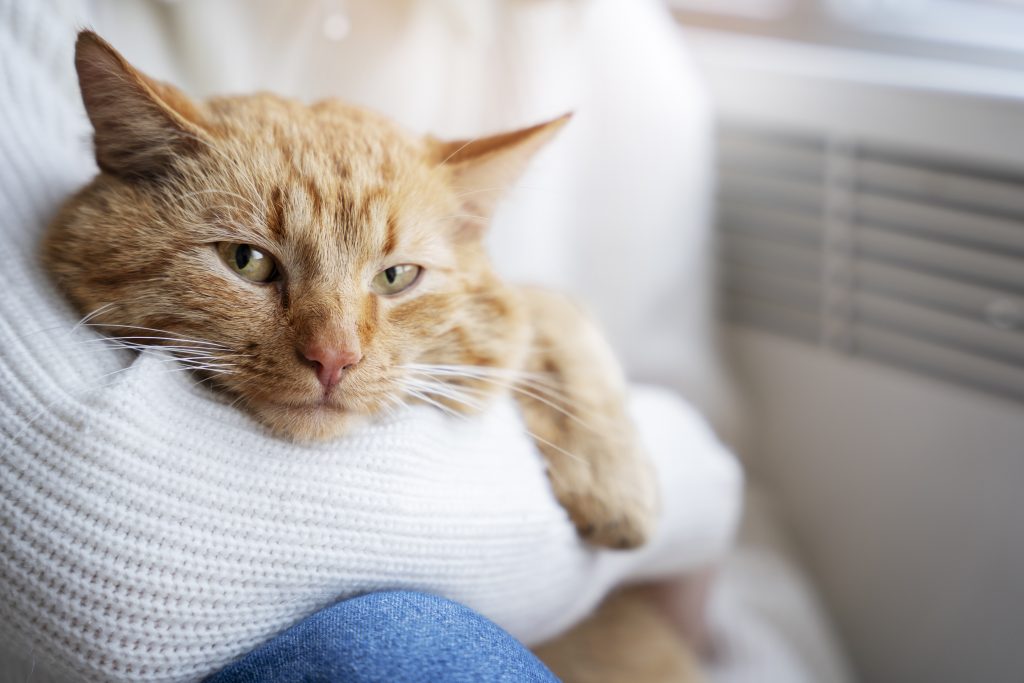 Tudo Sobre: Displasia Coxofemoral em Gatos