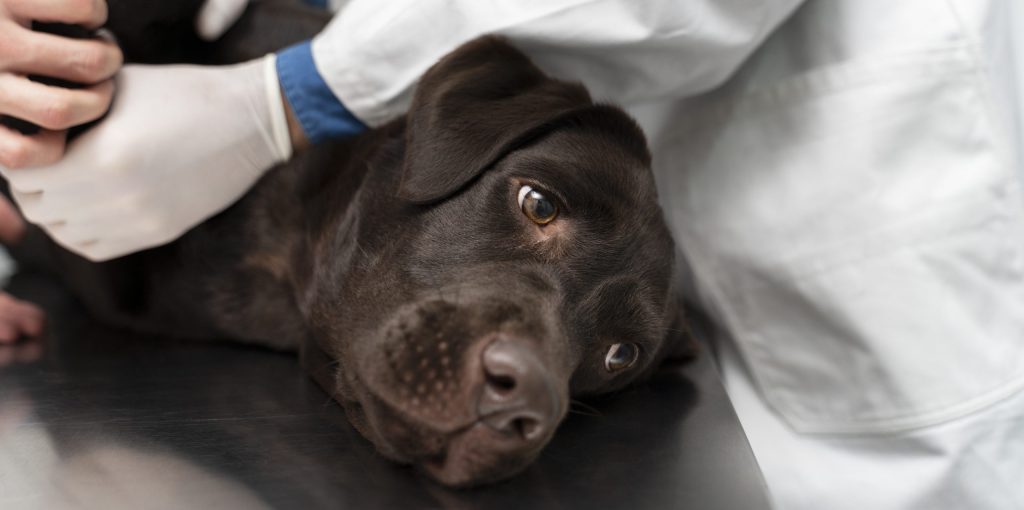 Tudo Sobre: Melanoma em Cães