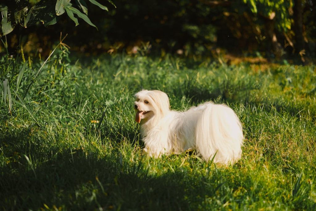 Luxação de Patela em Cães da raça Maltês