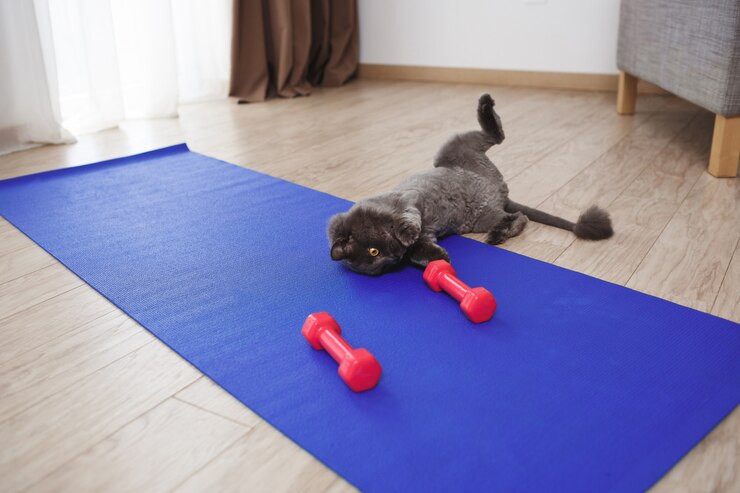 Riscos de Fazer Fisioterapia no Seu Pet em Casa