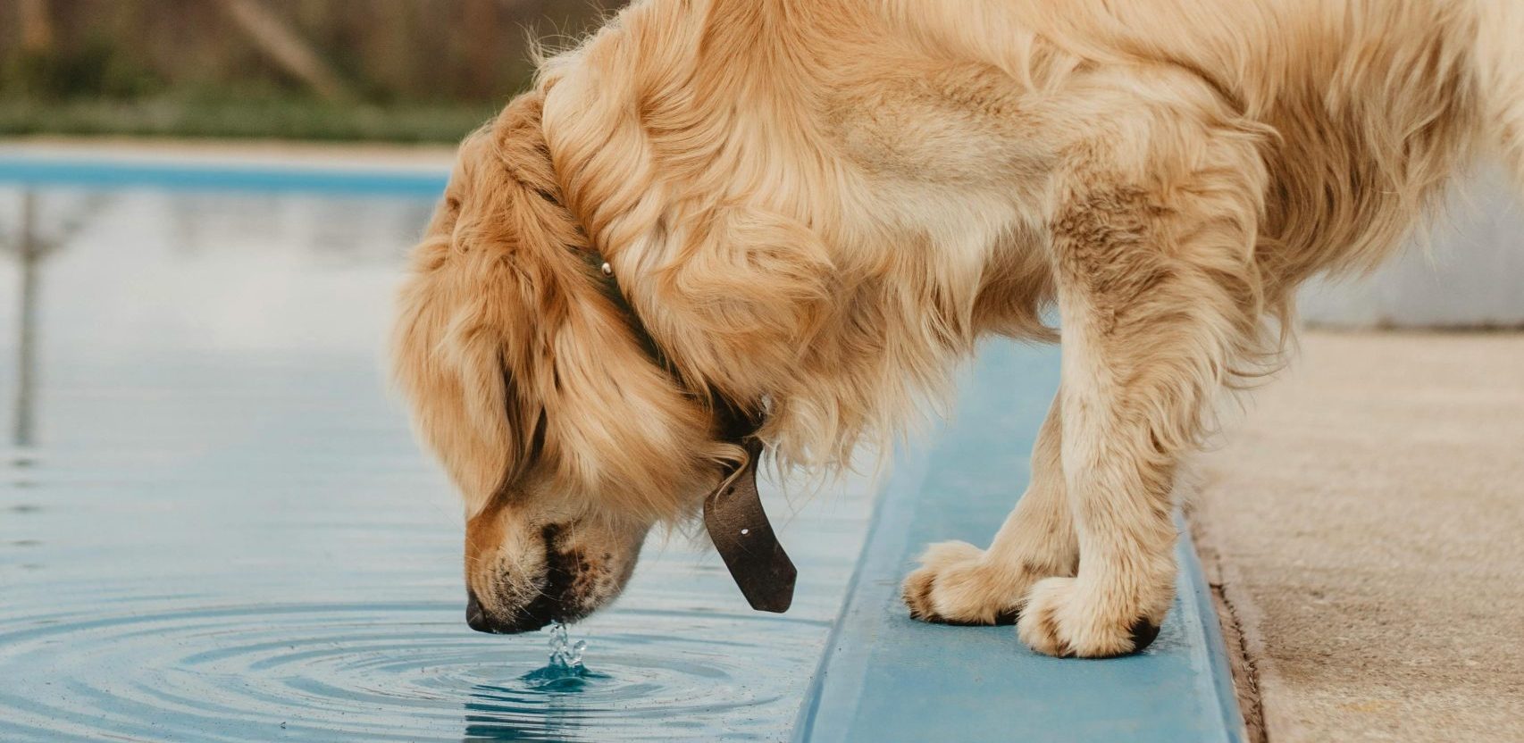 Dicas para Hidratar seu Pet no Inverno e no Verão