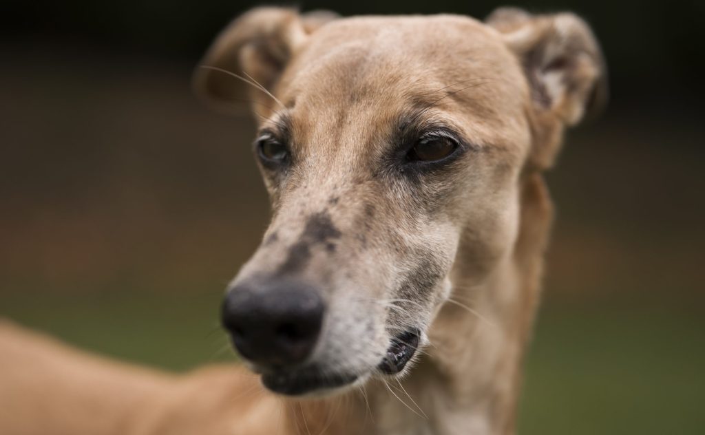 Mielopatia Degenerativa em Cães: o que é e como tratar?