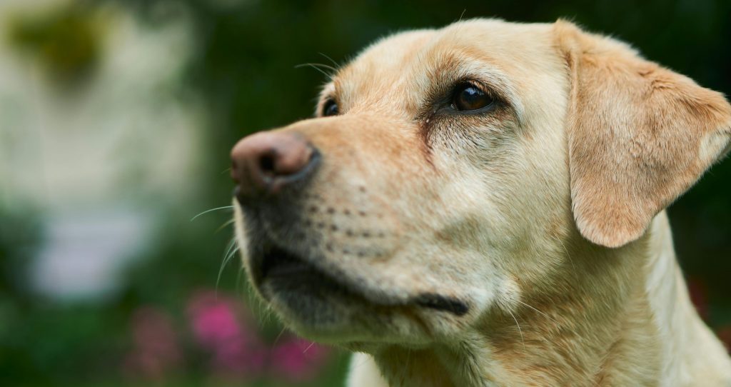 Obesidade mórbida em cães: conheça o caso da Vodka