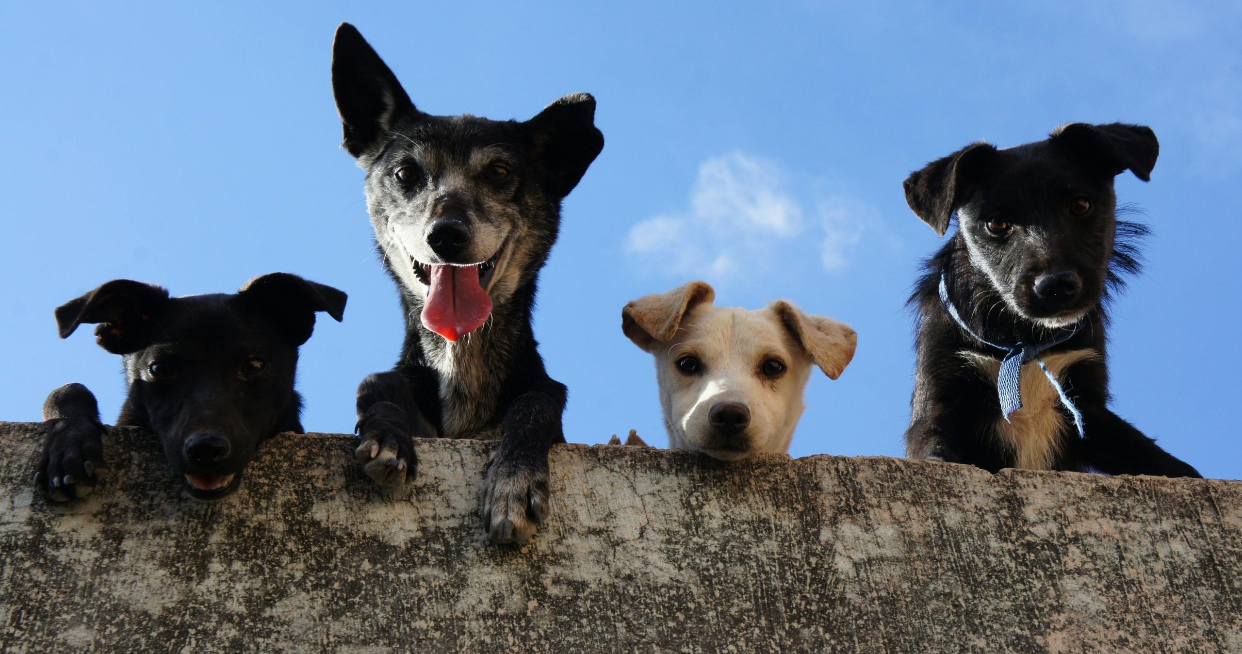 Cães e Gatos podem Viver em Harmonia?