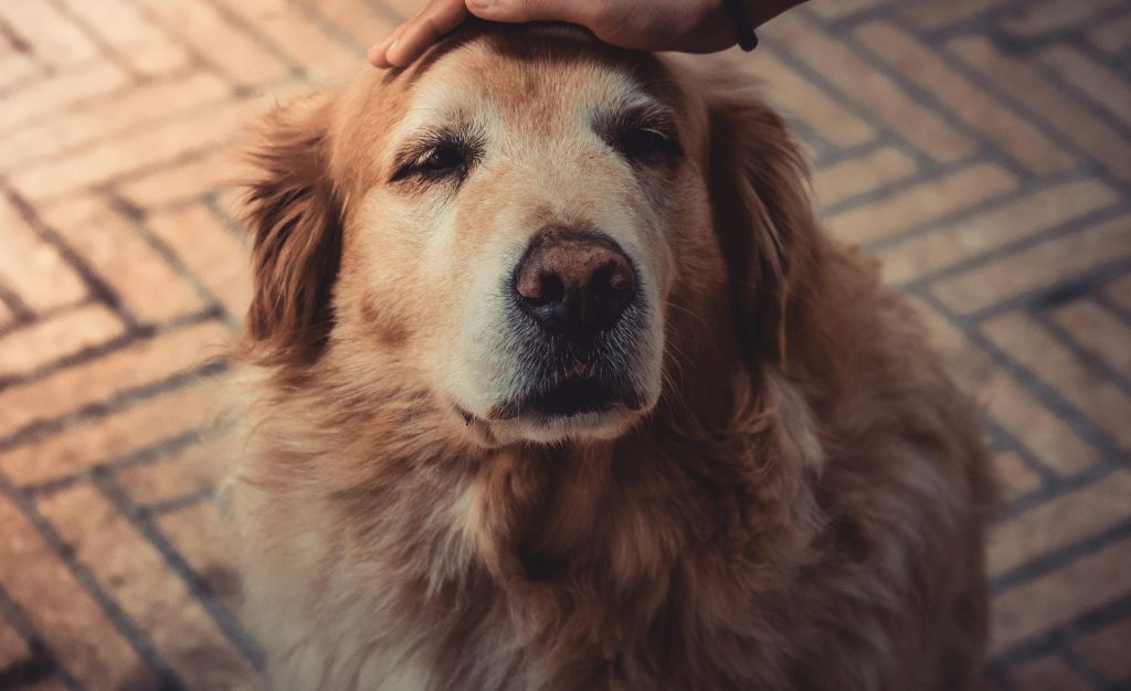 Cuidados Específicos com cães da raça Golden Retriever