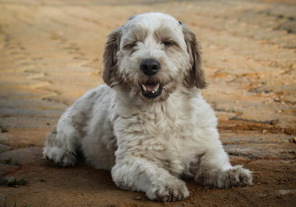 Dia do Cão Idoso: especialistas contam os cuidados necessários