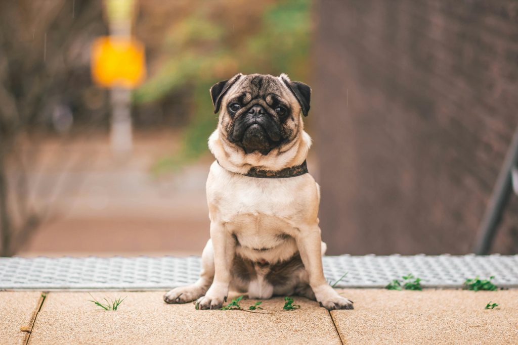 Luxação de Patela em Pugs