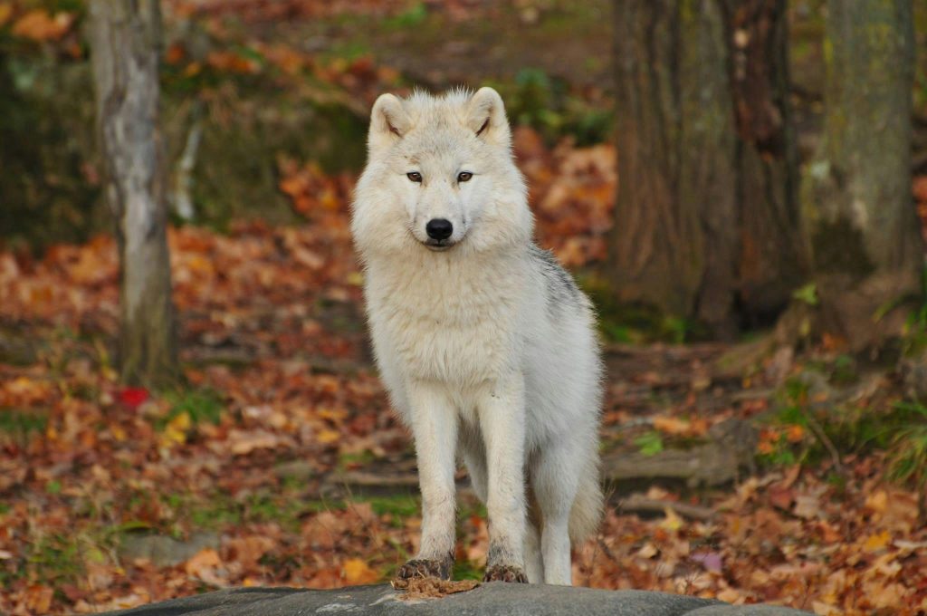 Por que os Cães Uivam? 4 Motivos Mais Comuns