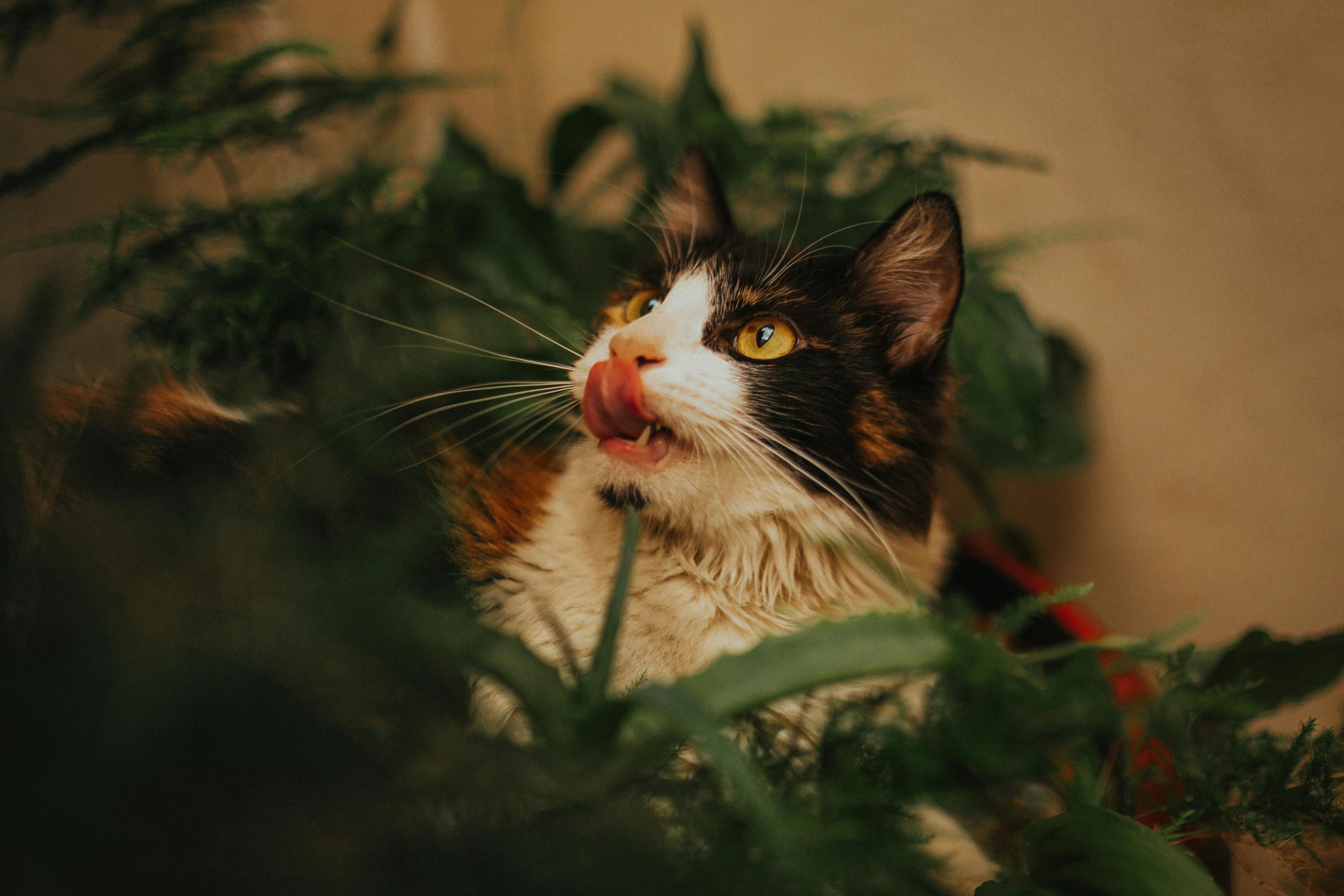 A Síndrome de Fanconi em Animais
