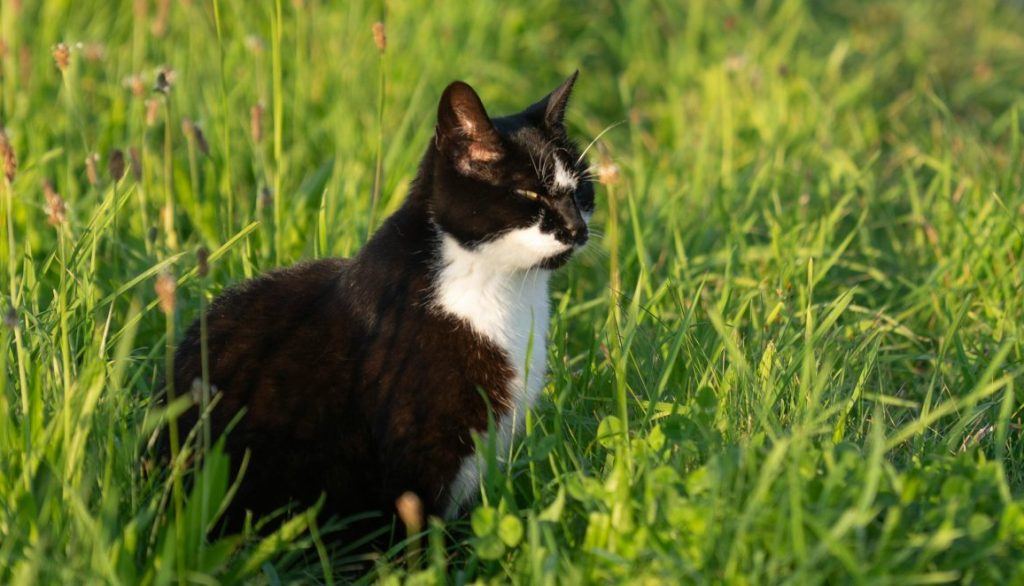 Tudo sobre: Toxoplasmose em Gatos