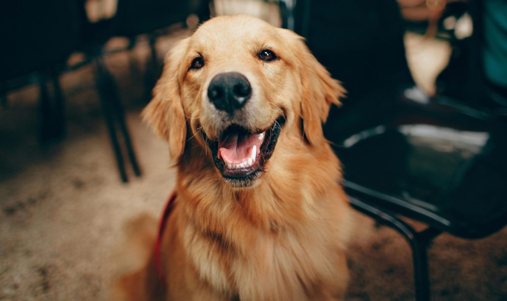 Displasia Coxofemoral em Cães da Raça Golden Retriever