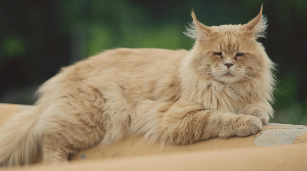 Cuidados Específicos com Gatos da Raça Maine Coon