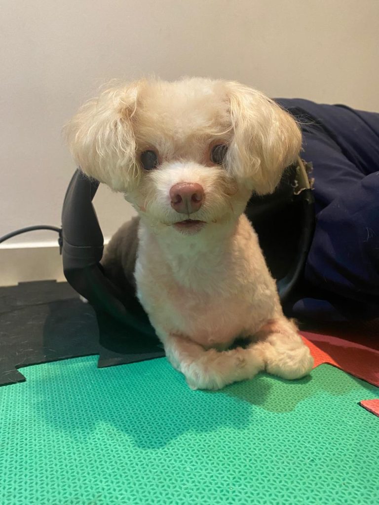 Conheça o Kiko, um poodle ex-tetraplégico