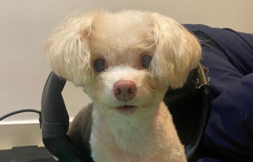 Conheça o Kiko, um poodle ex-tetraplégico