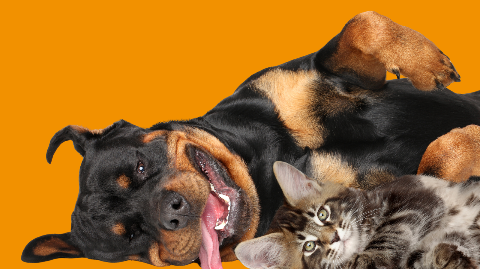 Convulsões em Pets: Como a PetLove Cobre Neurologia Veterinária