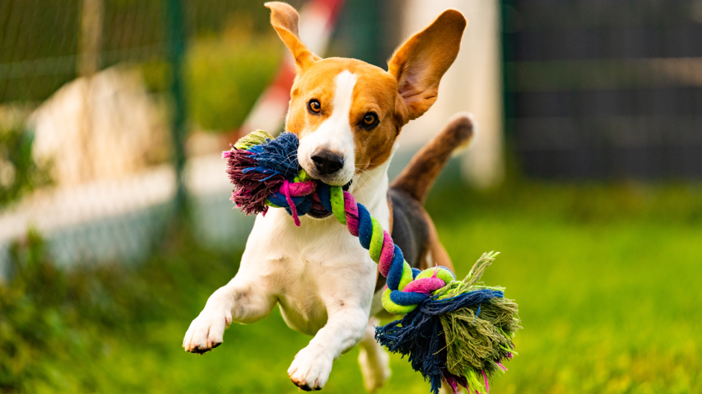 Benefícios dos Brinquedos Interativos na Fisioterapia Veterinária