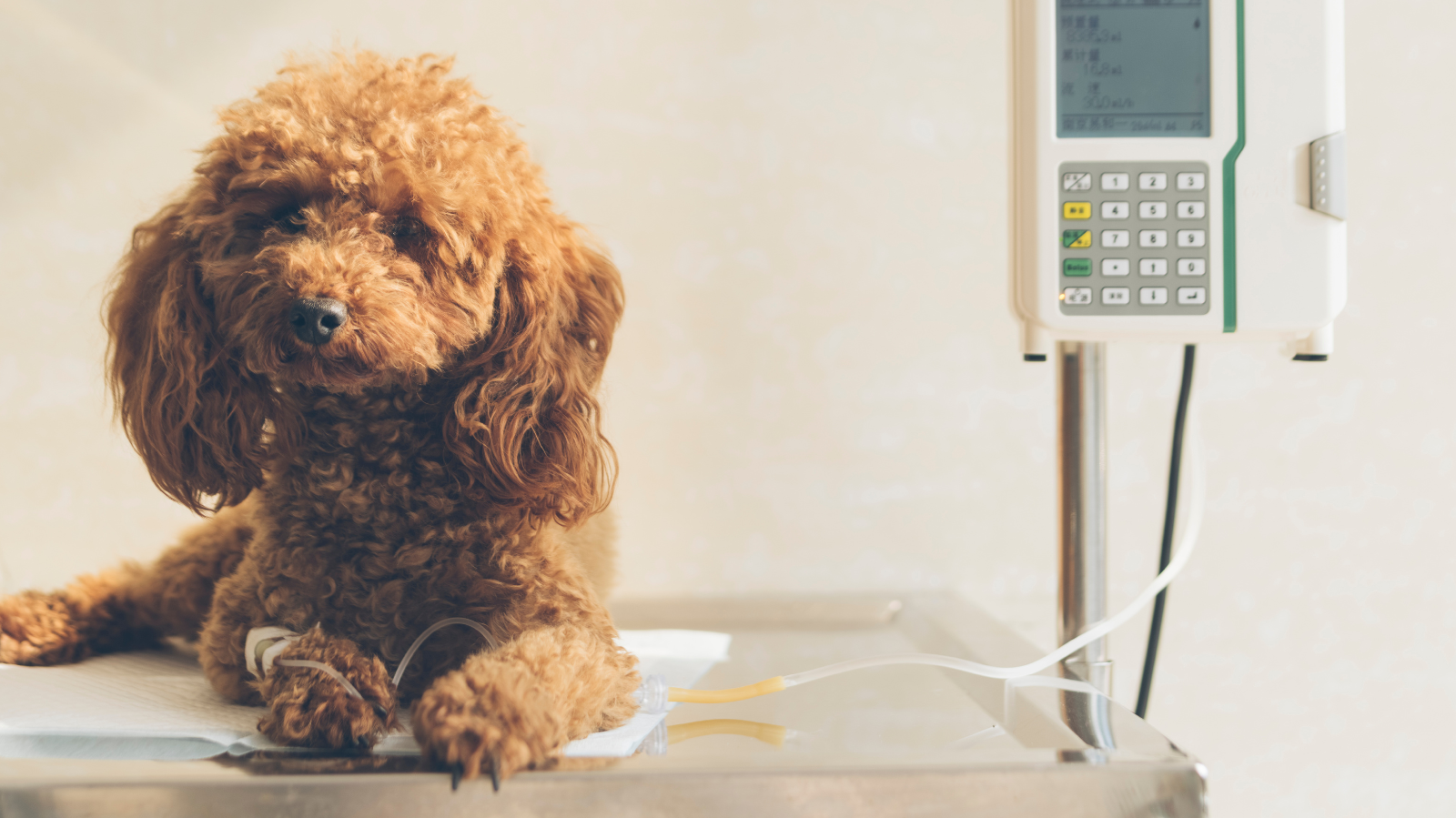 Quais são as Doenças Mais Comuns em Cães?