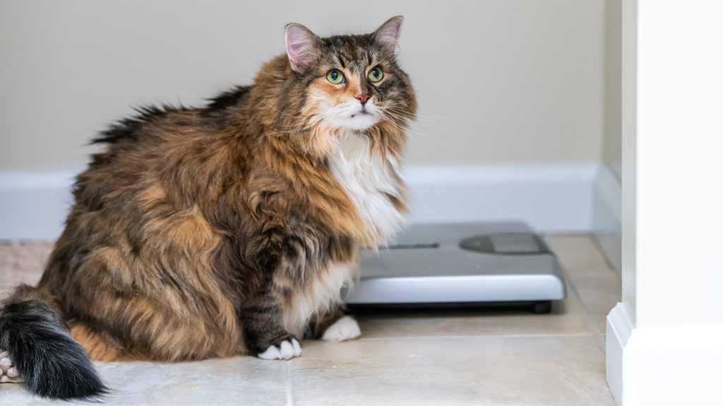 Epidemia da Obesidade em Pets: Fatores de Risco e Impacto na Saúde