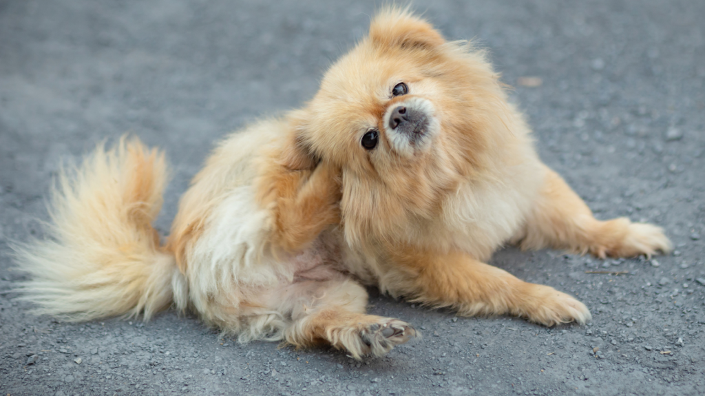 Como Identificar Alergia em Pets