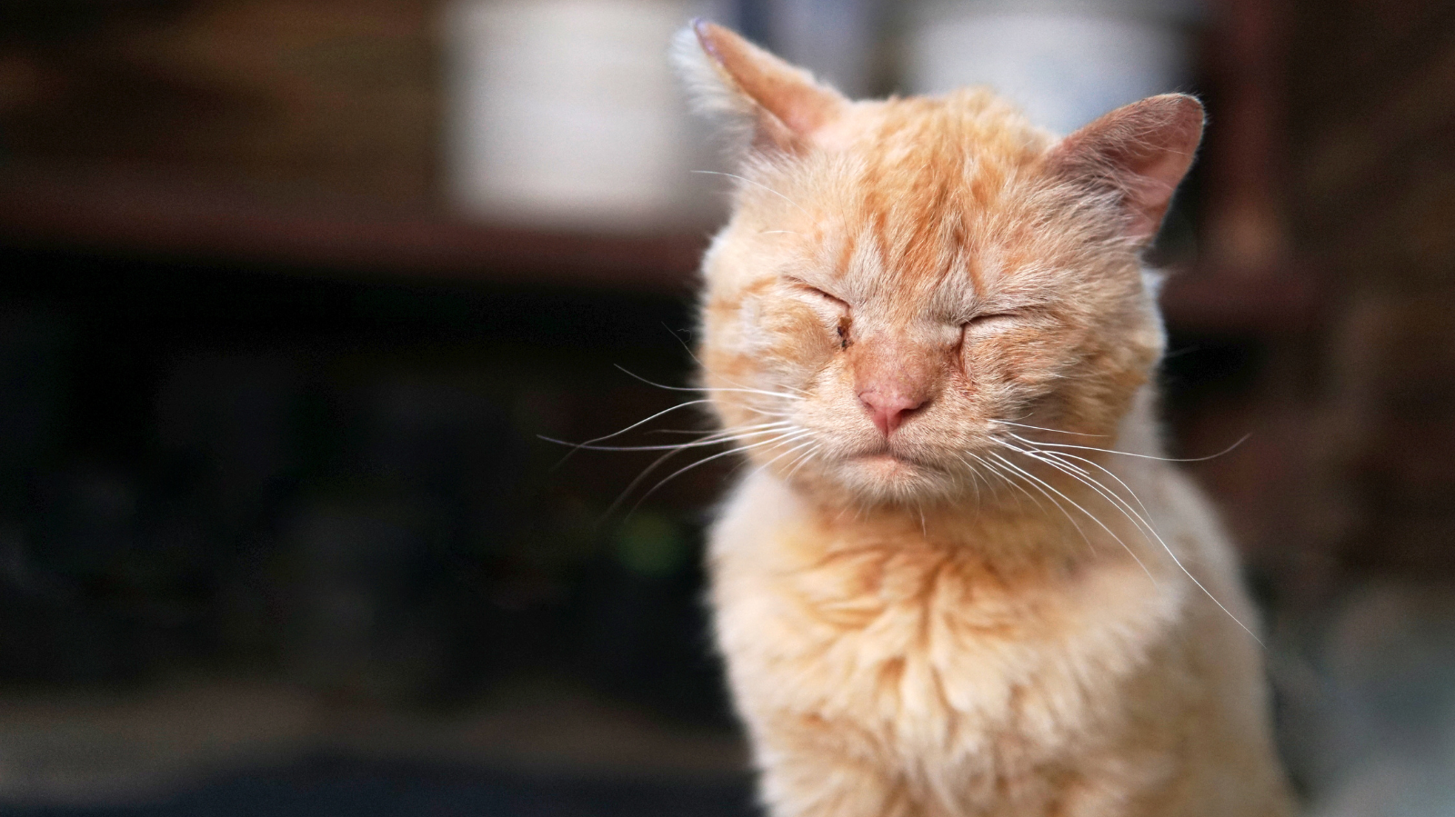 Como Identificar Depressão em Gatos