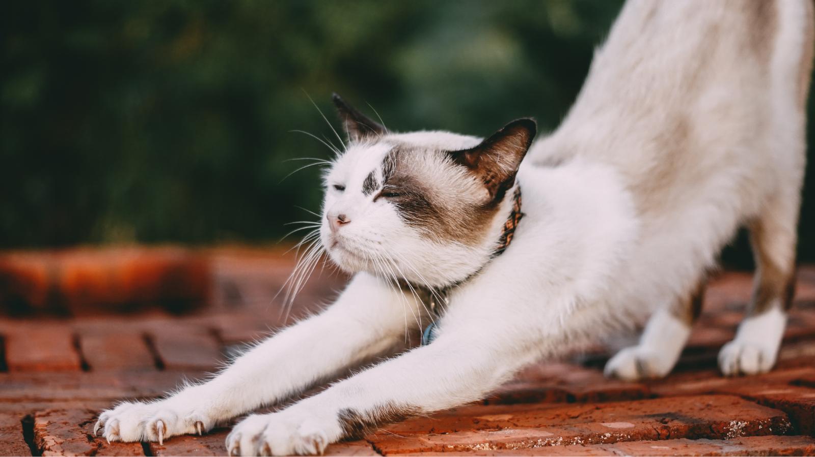 5 Benefícios da Fisioterapia para Gatos com Dor
