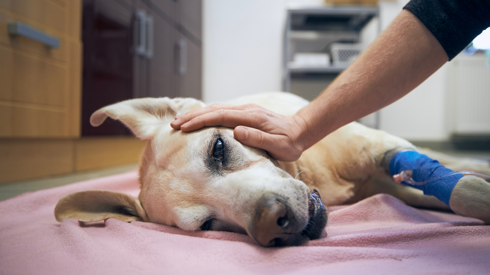 Tudo sobre: Miosite dos Músculos Mastigatórios em Cães