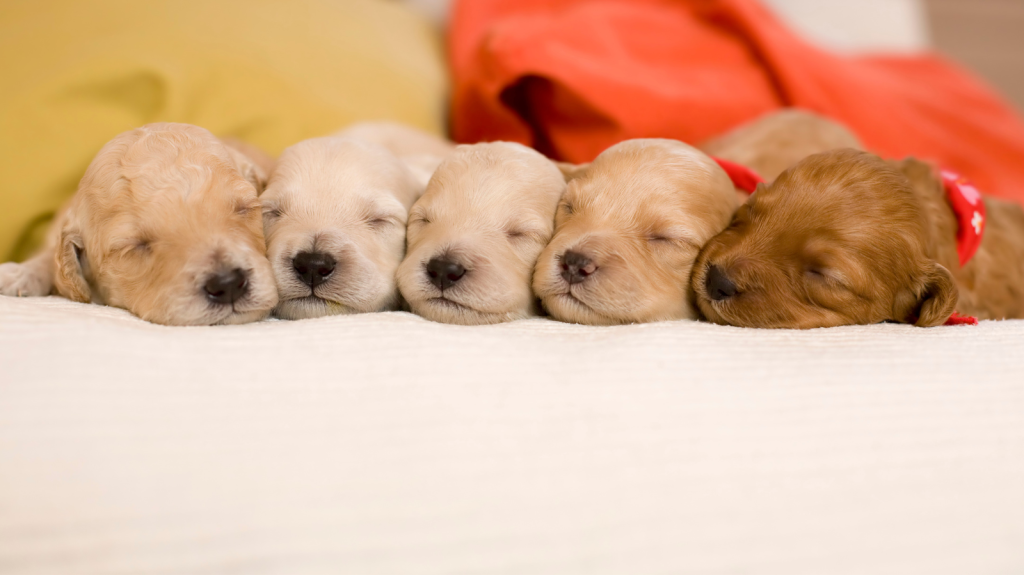 Qual o Pet Ideal para Você?