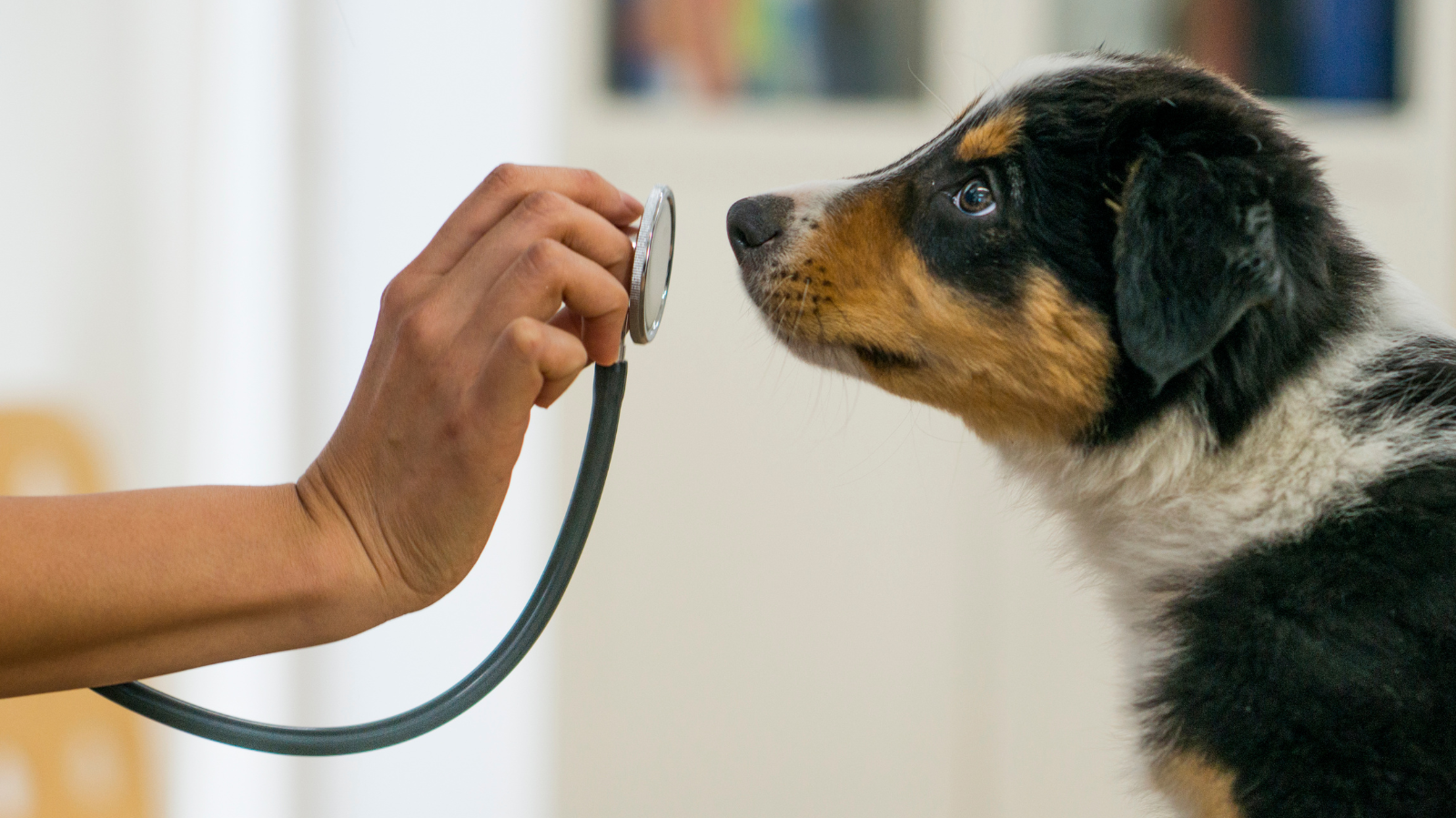 Para quem são os cursos da Fisio Care Pet?