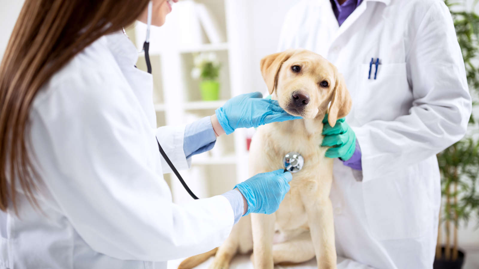Quando devo Levar meu pet ao Ortopedista da PetLove?
