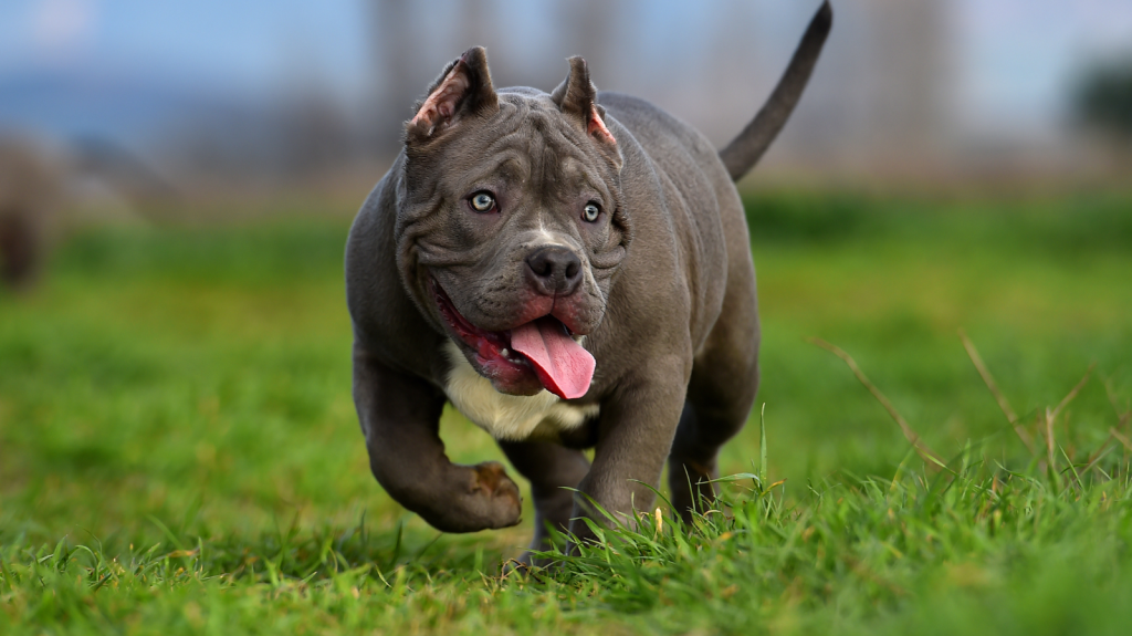 Displasias em cães da raça American Bully