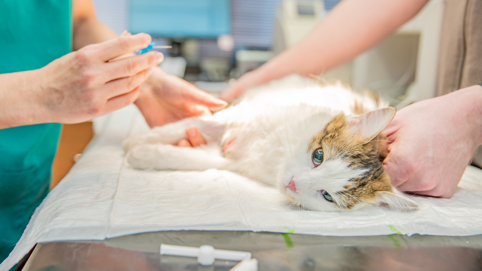 5 Mitos sobre a Castração de Animais
