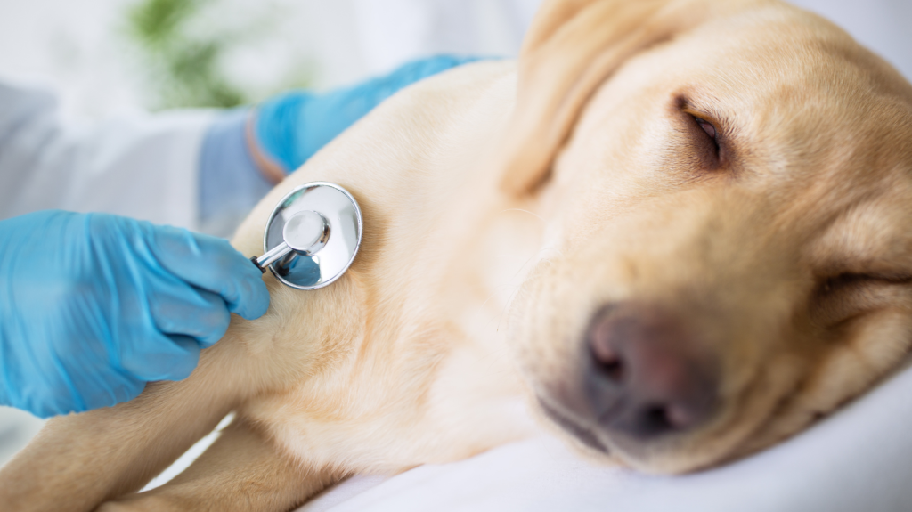 Tudo sobre: Parvovirose em Cães